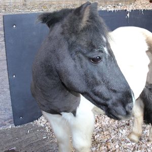 Stable Wall Mat 10mm 21018